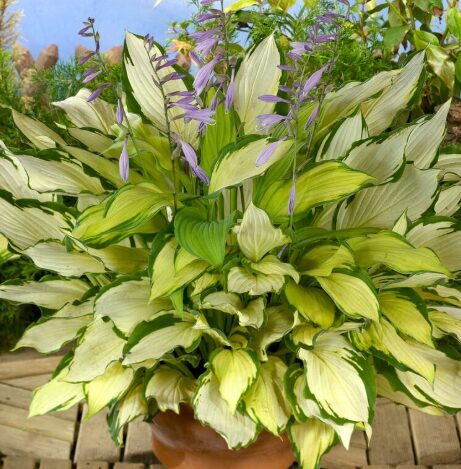 Hosta 'Lady Guinevere' (pieejams no jūnija)